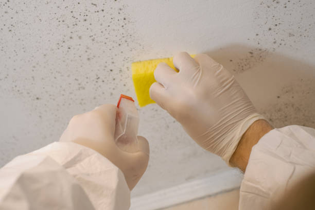 Best Biohazard Mold Removal  in West Hempstead, NY